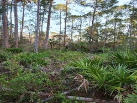 Cedar Key Highlands: Px9 px9