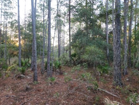 Cedar Key Highlands: Px5 px5